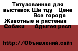 Титулованная для выставок Ши-тцу › Цена ­ 100 000 - Все города Животные и растения » Собаки   . Адыгея респ.